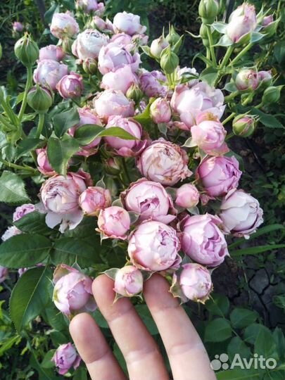 Саженцы роз