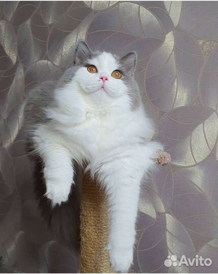 Британская молодая кошечка