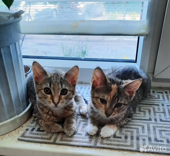 Кошки в добрые руки