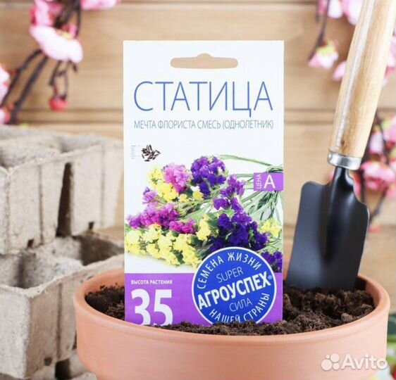 Семена цветов Статица Мечта флориста