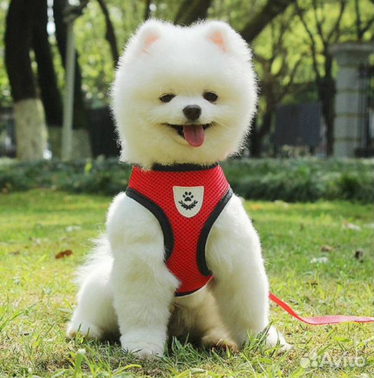 Шлейка для кошек и собак L