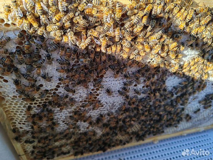 Мед со своей пасеки, разнотравье, сбор 2024 г