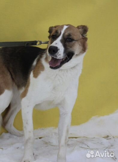 Собака без уха в добрые руки