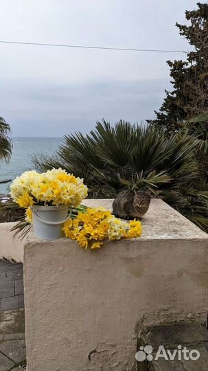 Индивидуальный тур по Центральному Сочи