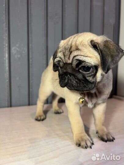 Щенки мопса