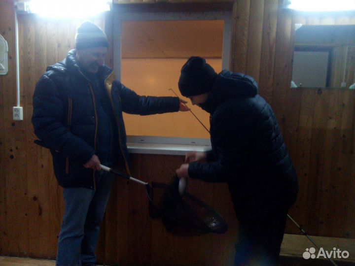 Живая рыба форель