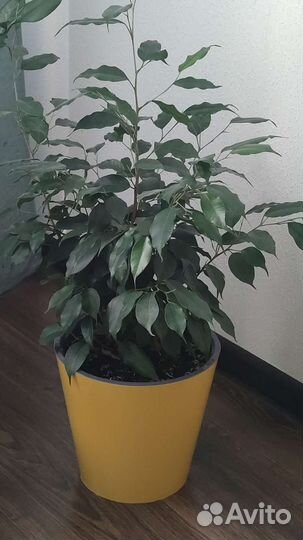Фикус бенджамина