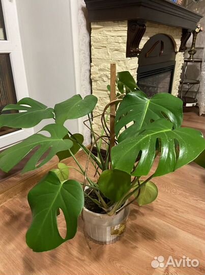 Монстера комнатный цветок