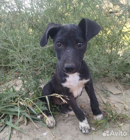 Щенок мелкой породы в добрые руки отдам бесплатно