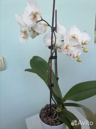 Орхидея фаленопсис