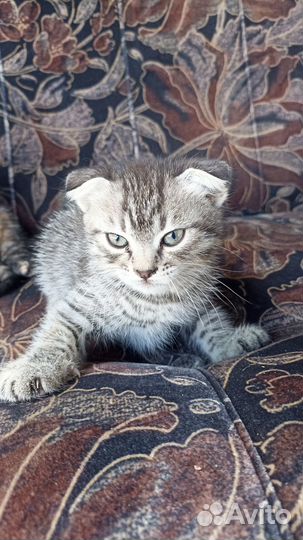 Отдам котят