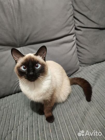 Сиамские кошка