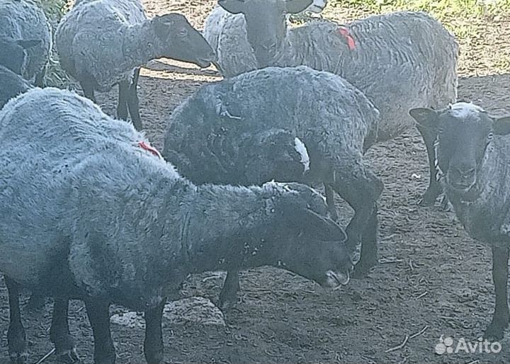 Овцы бараны на мясо