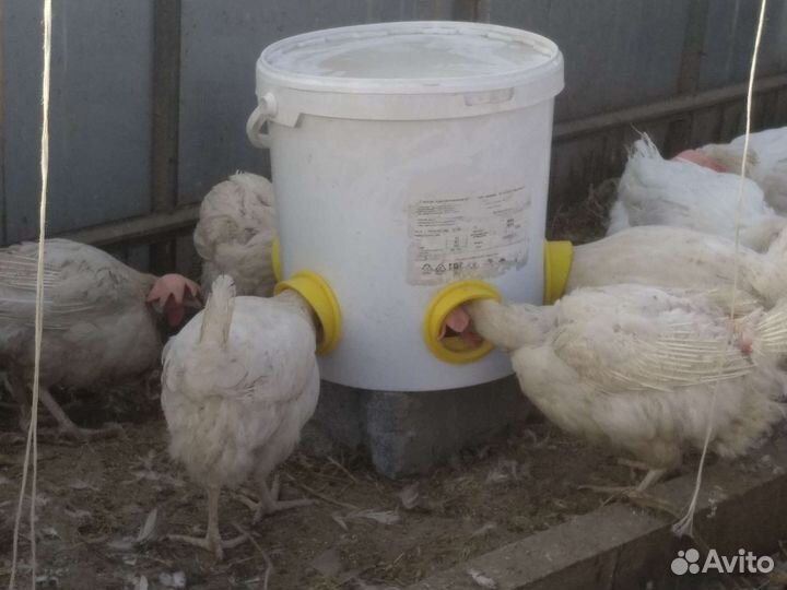 Готовая бункерная кормушка, комплект 2 штуки