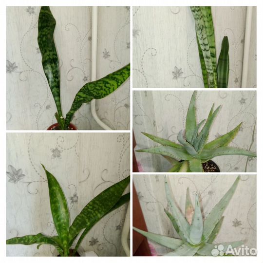 Комнатные растения