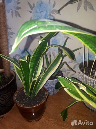 Сансевиерия.Щучий хвост