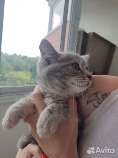 Котенок в добрые руки