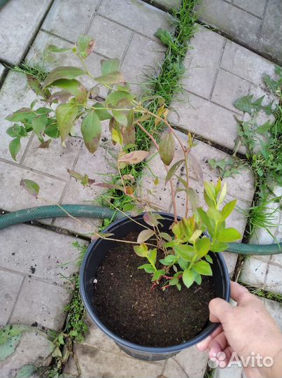 Голубика сорт Денис блю