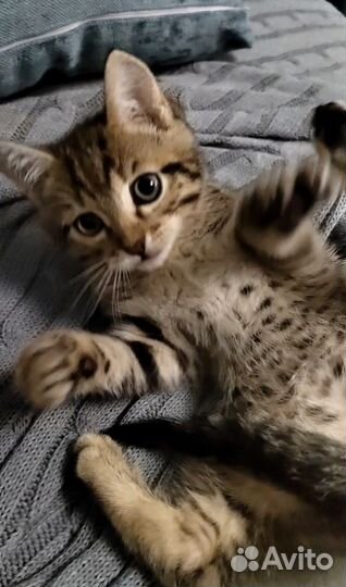 Котёнок