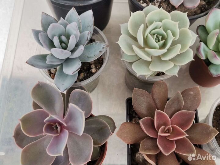 Кактусы и суккуленты