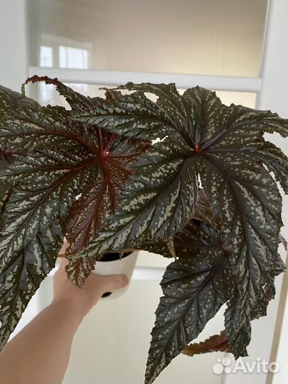 Бегония Грифон