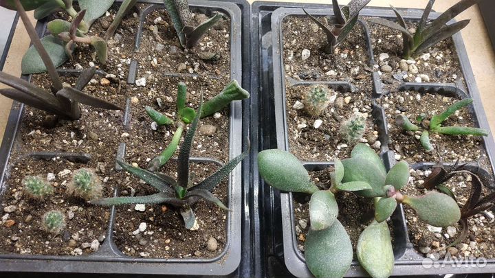 Флорариум набор суккулентов садик