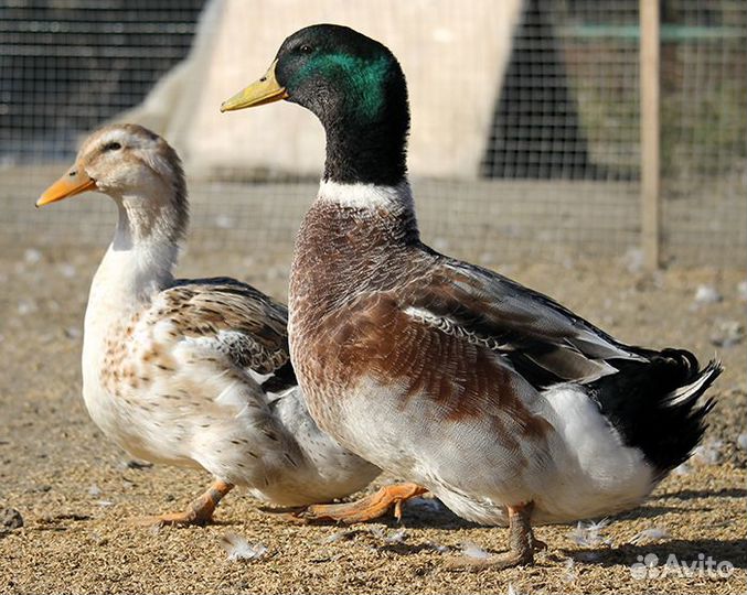 Утка Сильвер Эпплиярд (инкубяйцо)