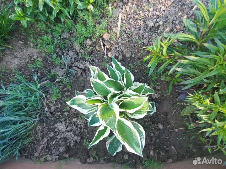 Растения для альпийских горок