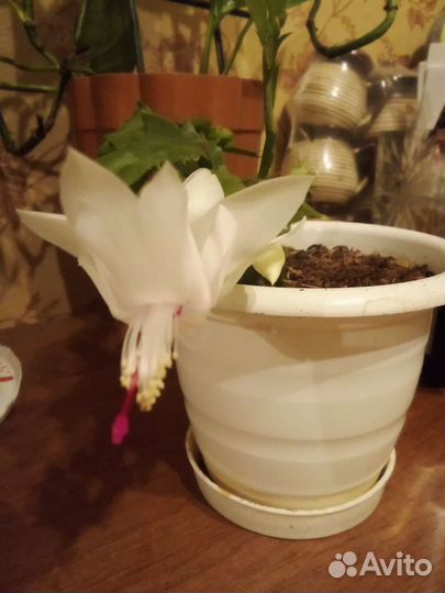 Декабрист белый