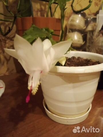 Декабрист белый