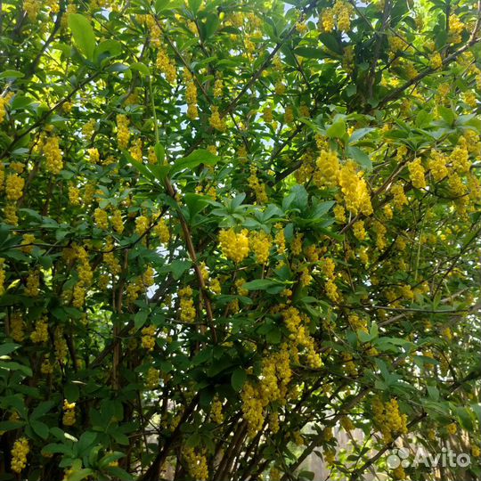 Пузыреплодник, стефанандра, спирея, барбарис