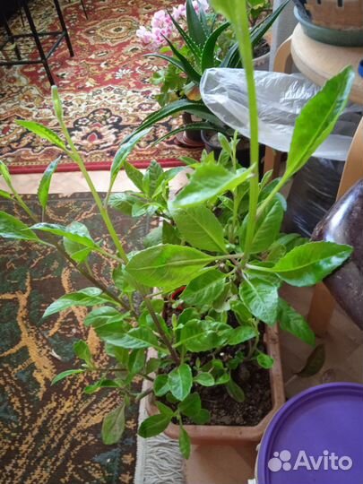 Джинура листья бога, от 100 болезней