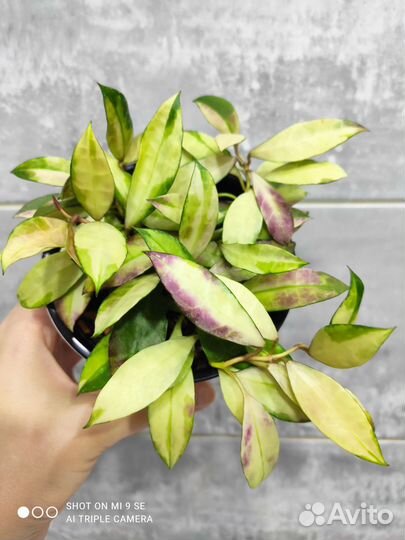 Хойи срезом