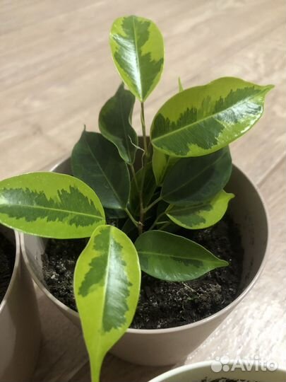 Фикус бенджамина