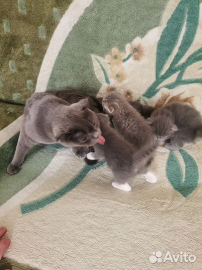 Шотландская вислоухая