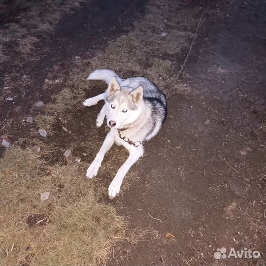 Собаки бесплатно в добрые руки