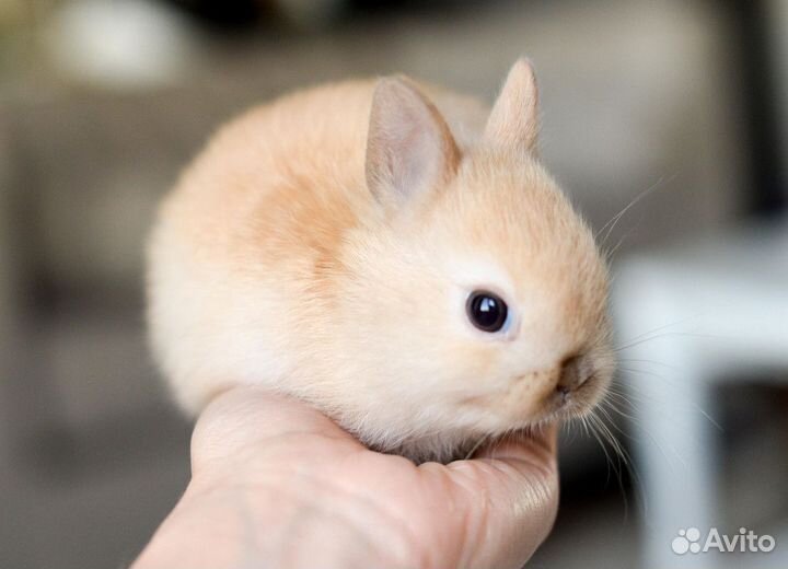 Кролик карликовый