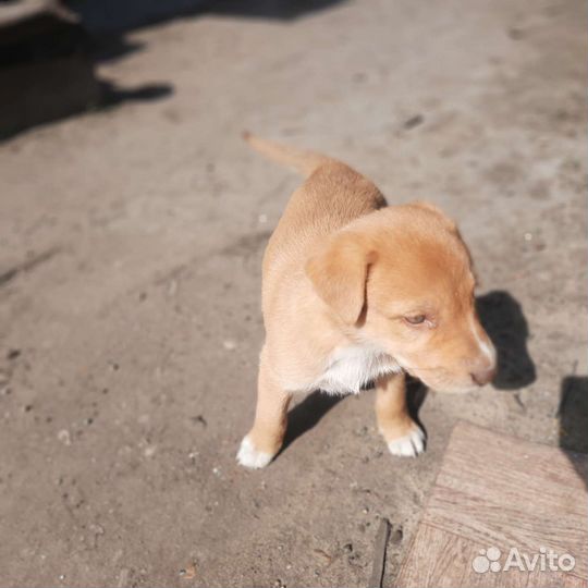 Щенок русской гончей
