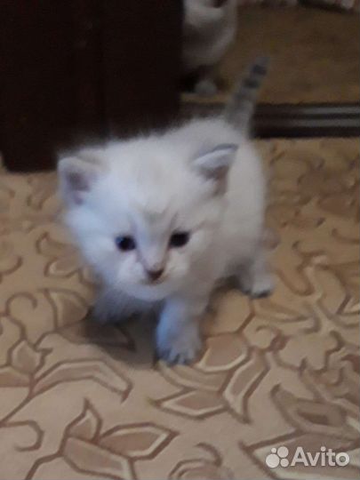 Шотландские котята