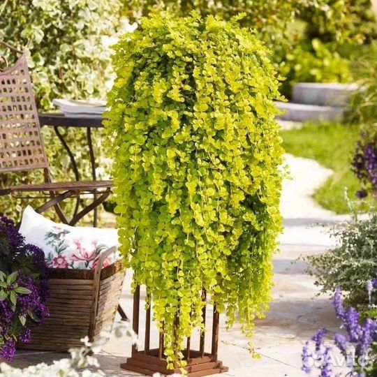 Вербейник монетчатый Ауреа