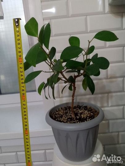 Фикус мелкоплодный