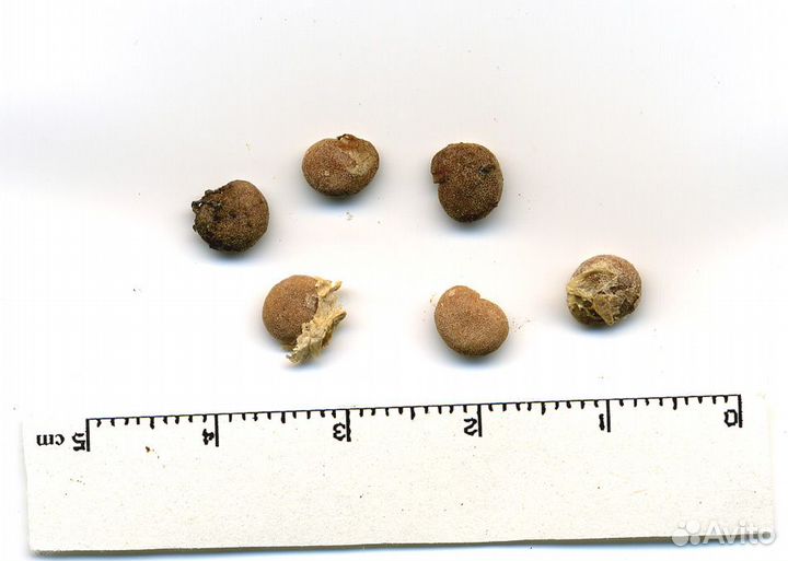 Мандрагора лекарственная семена