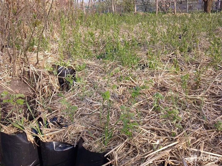 Саженцы дуба в горшке (красного) дуб черешчатый с