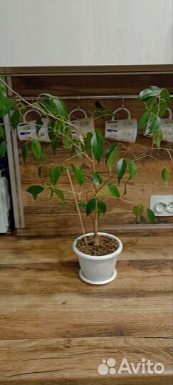 Фикус бенджамина