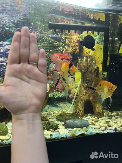 Аквариумные рыбки скалярии