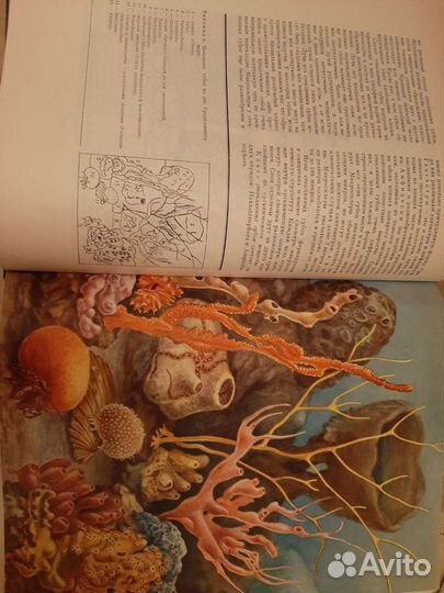 Жизнь животных энциклопедия