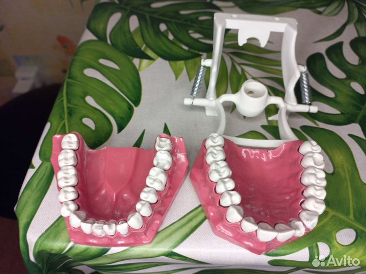 Стоматологическая модель верхней и нижней челюсти