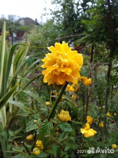 Декоративные растения кустарники и деревья