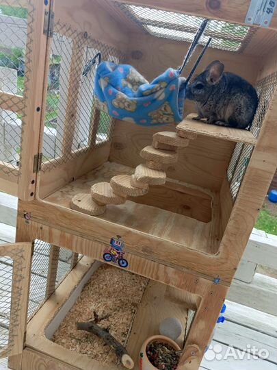 Шиншила с клеткой