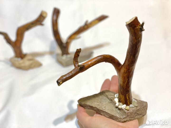 Заготовки для бонсай,деревьев из цетрарии,топиария